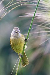 Flavescent Bulbul